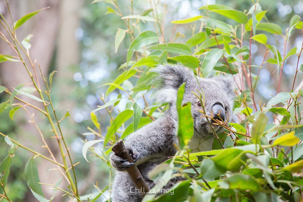 Brisbane_MG_5897