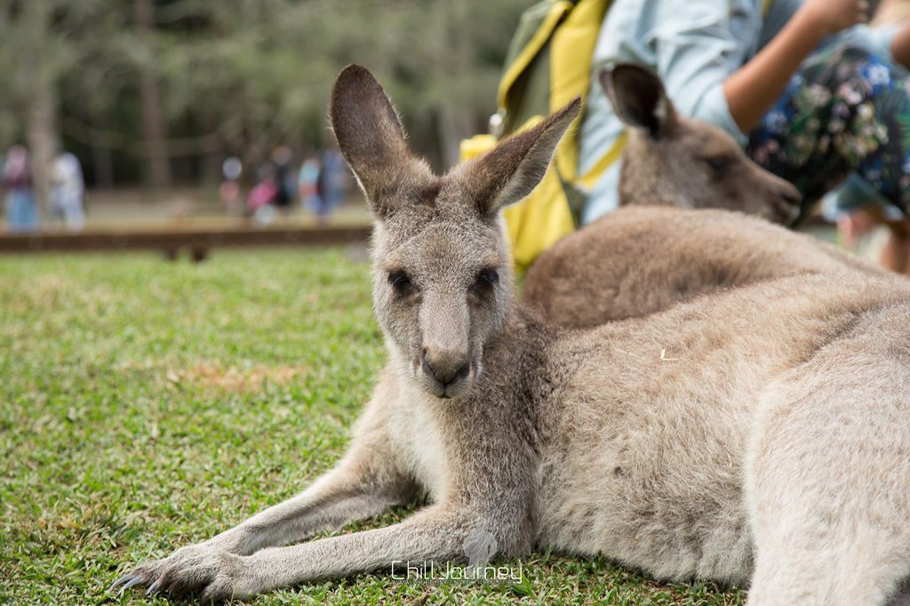 Brisbane_MG_5936