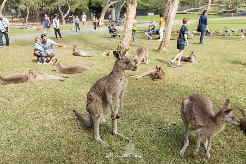 Brisbane_MG_5987